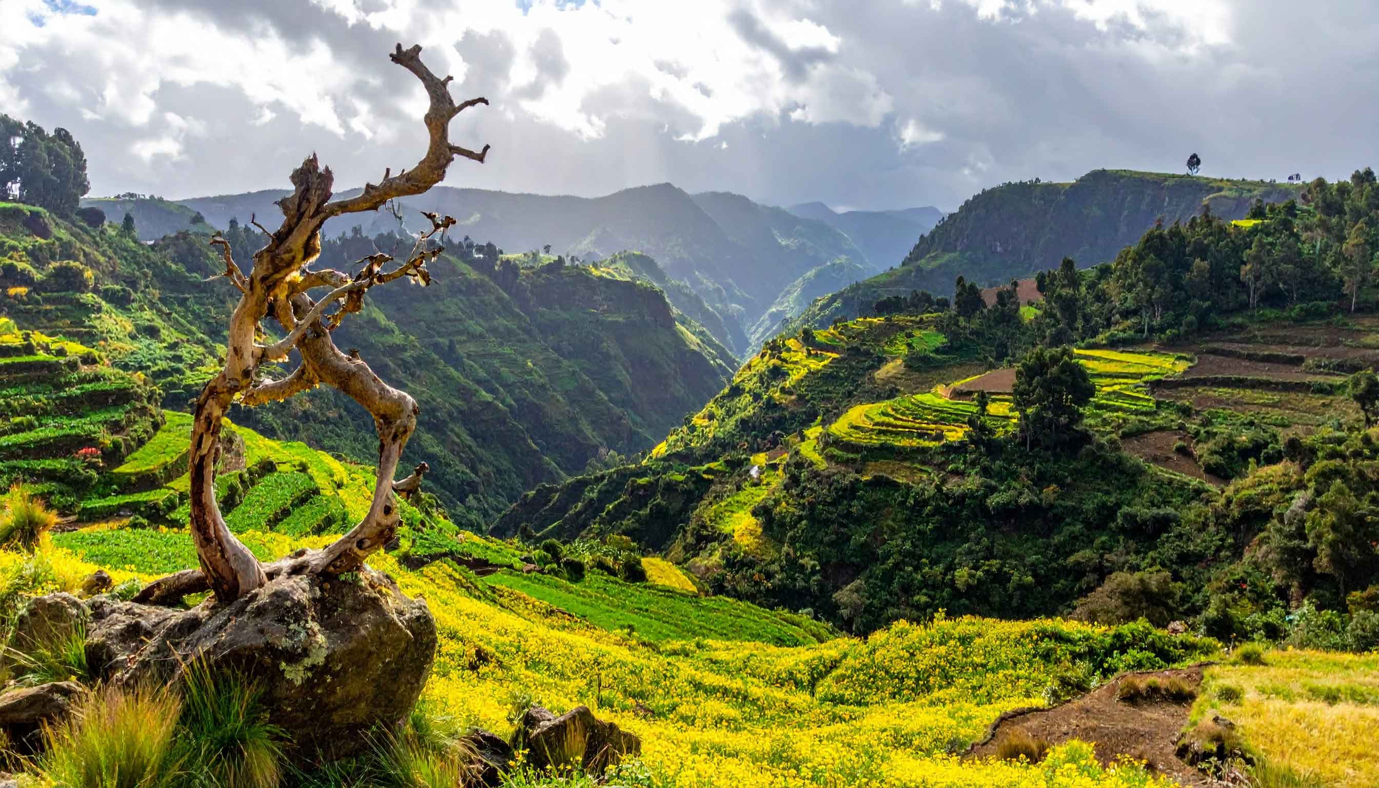 Ethiopian coffee beans